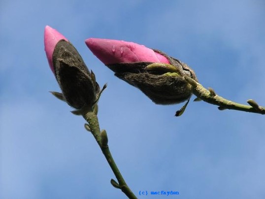vancouver, march 2008